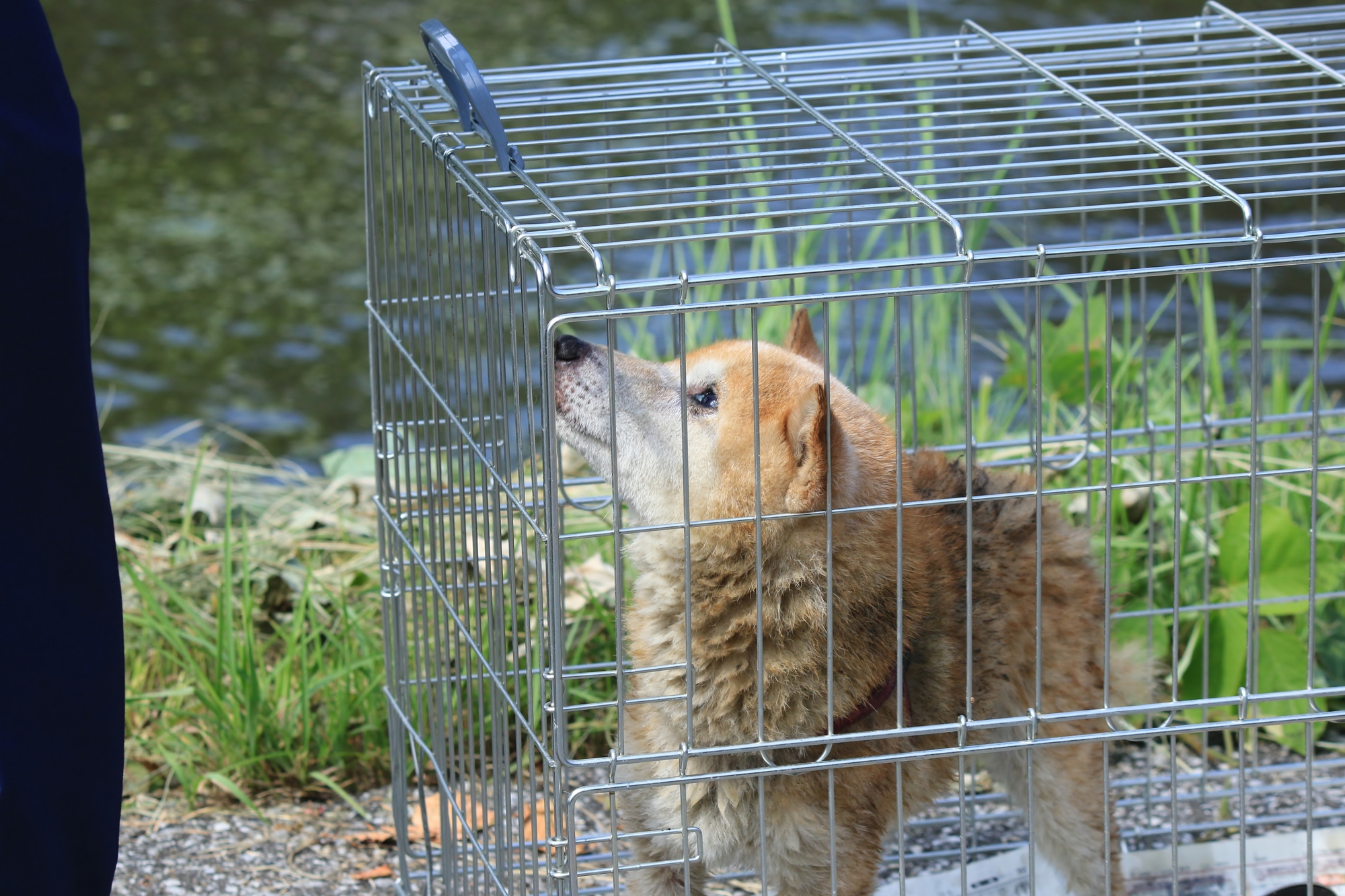 犬が感じてしまう引越しによるストレスと解消方法 トランクルーム レンタル収納ならイナバボックス